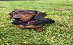Mixed Breed dogs for sale: Docker Puppies For Sale🐶 - Image 16