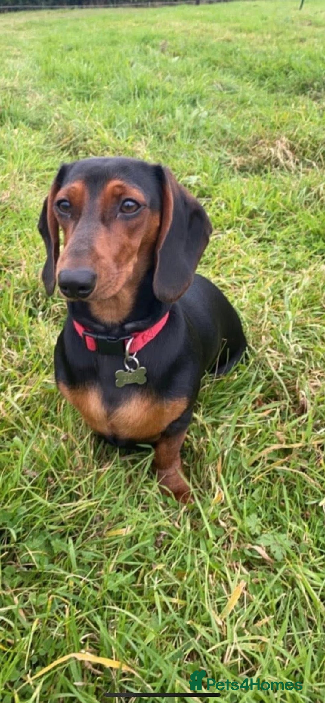 Mixed Breed dogs for sale: Docker Puppies For Sale🐶 - Image 16