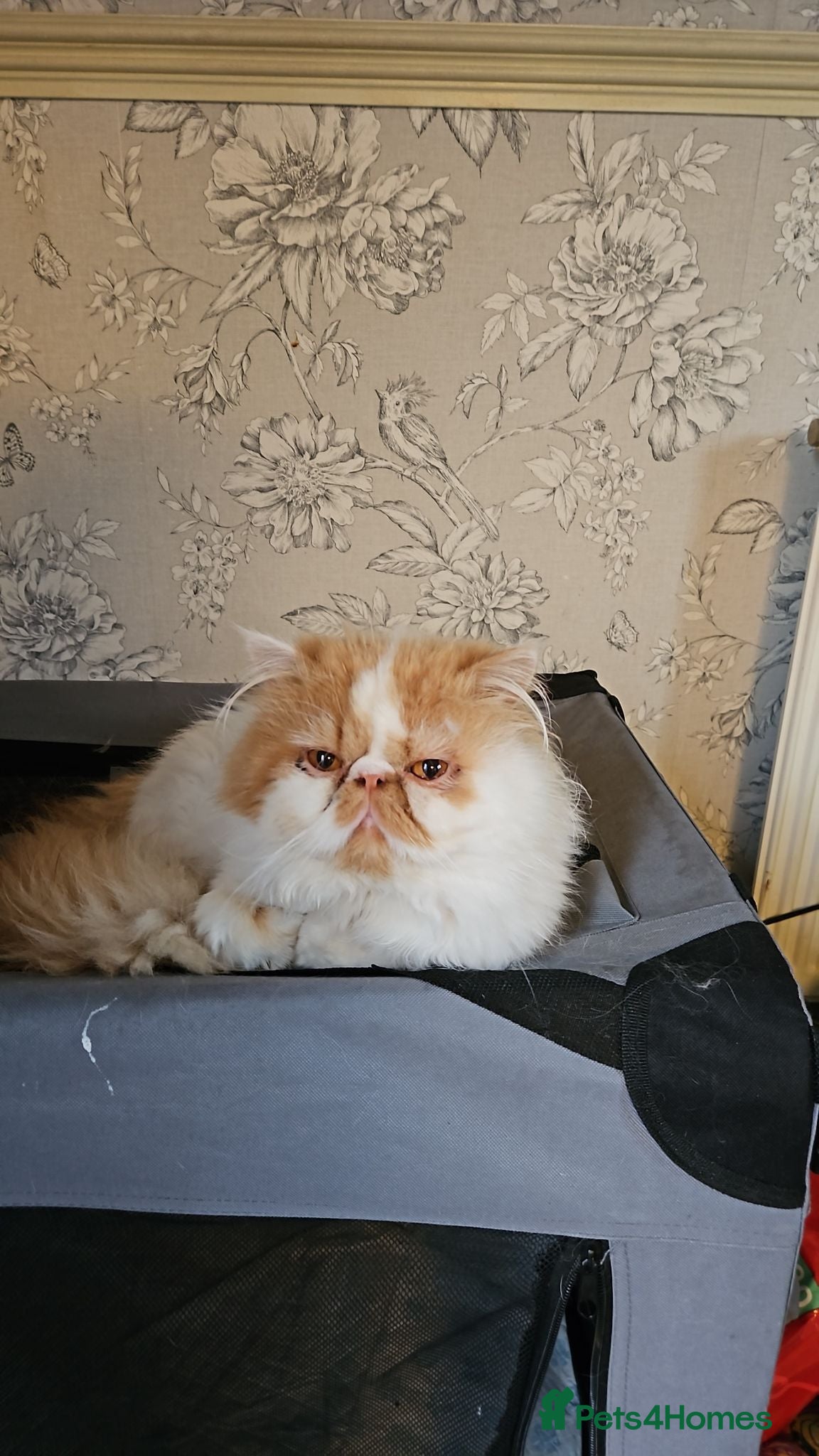 Persian cats 4 year persian - Advert 10
