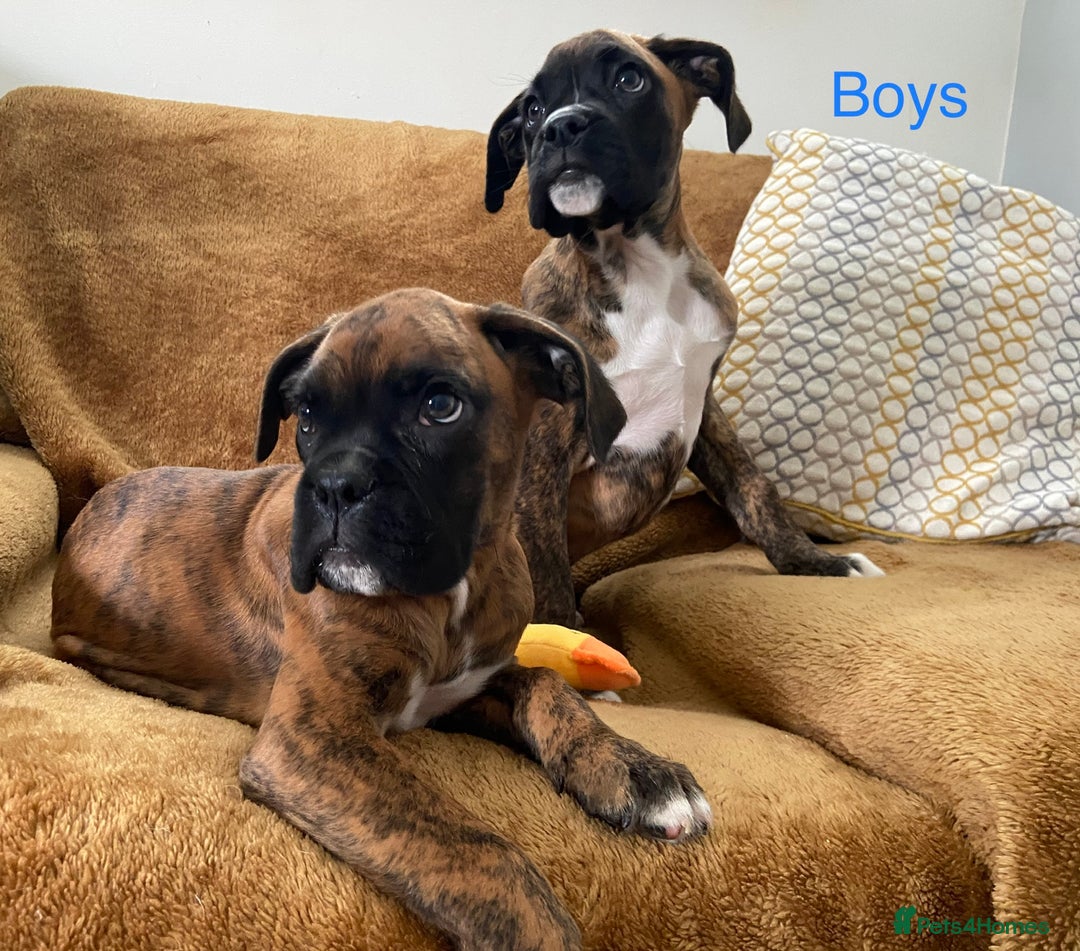 Boxer dogs for sale: KC Registered Boxer puppies  - Image 9