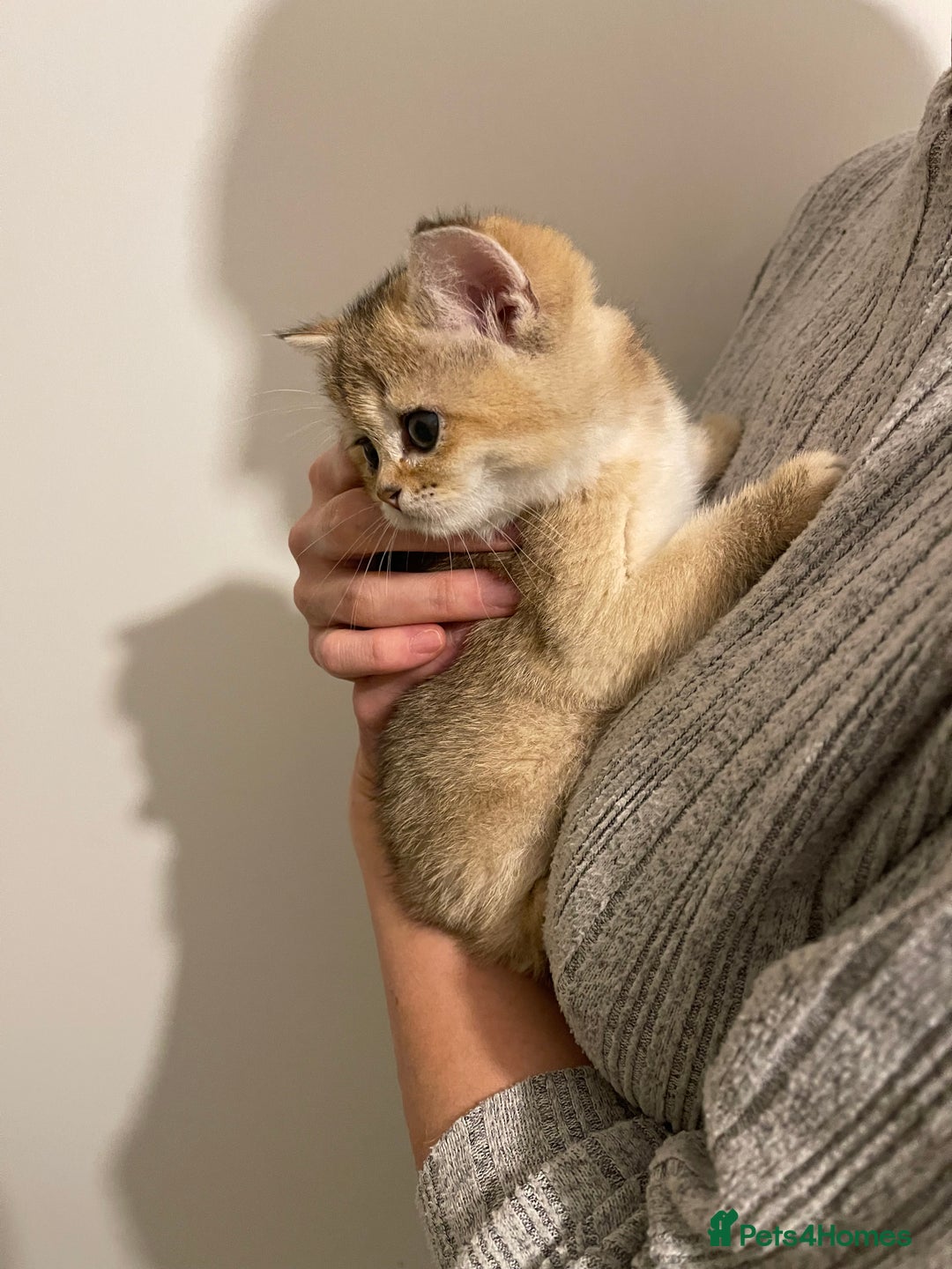 Scottish Fold cats for sale: GOLDEN SCOTTISH FOLD KITTENS  - Advert 2