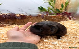 Guinea Pig rodents for sale: 🏡🐹 Multiple pretty Boys available 🐹🏡 - Image 11