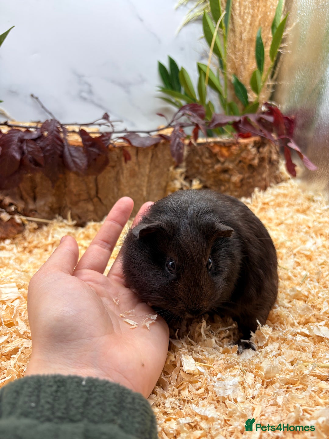 Guinea Pig rodents for sale: 🏡🐹 Multiple pretty Boys available 🐹🏡 - Image 11