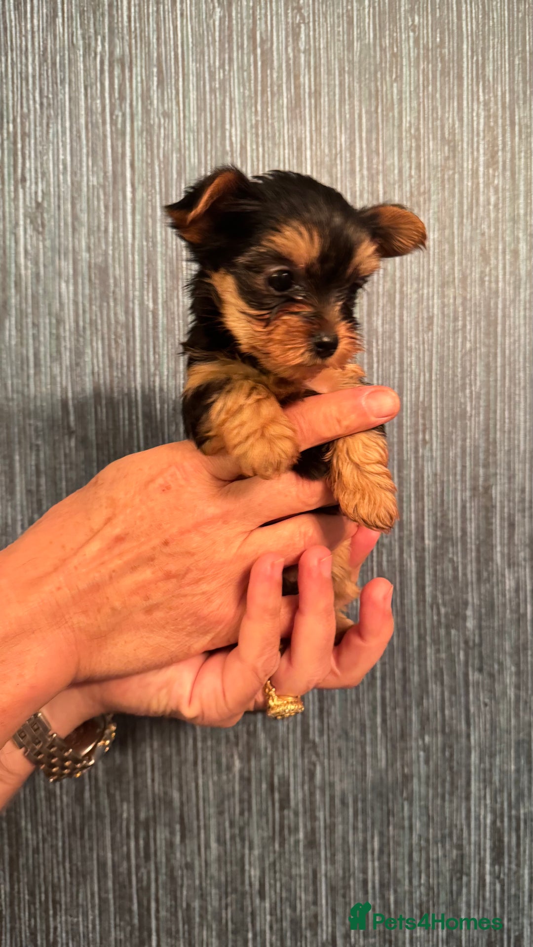Yorkshire Terrier dogs for sale: Yorkshire terrier puppy  - Image 26