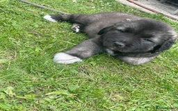 Caucasian Shepherd Dog dogs for sale: Best gaurd dogs - Image 2