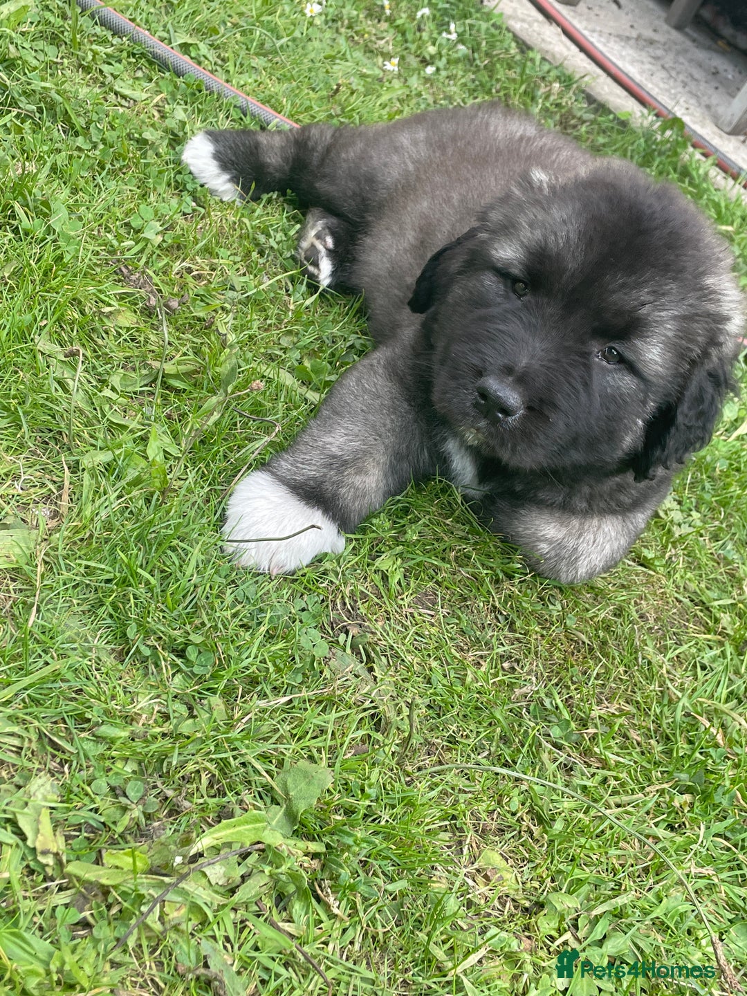 Caucasian Shepherd Dog dogs for sale: Best gaurd dogs - Image 2