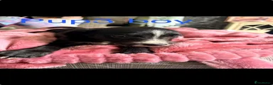 Mixed Breed 5