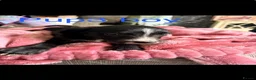Mixed Breed dogs for sale: Lurcher pups  - Advert 4