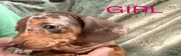 Miniature Dachshund dogs for sale: Beautiful Miniature Dachshund puppies - Advert 7