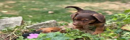 Jack Russell dogs for sale: Three gorgeous jack russell pups  - Advert 13