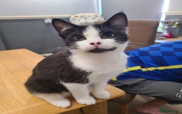 Mixed Breed cats for sale: 5 month old kittens - Image 1