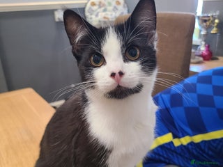 Mixed Breed cats - Advert 22