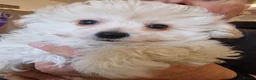 Pomapoo dogs for sale: ☆☆UNIQUE / VERY RARE ☆ 2 FEMALE MICRO BABY BEARS in Bristol - Advert 1