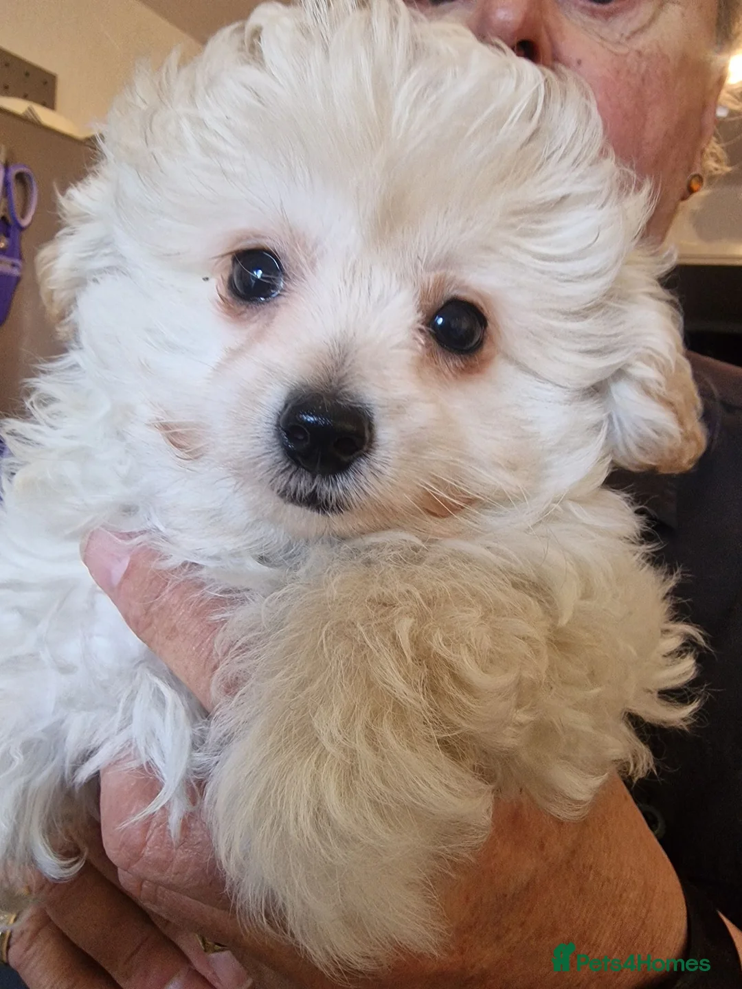 Pomapoo dogs for sale: ☆☆UNIQUE / VERY RARE ☆ 2 FEMALE MICRO BABY BEARS in Bristol - Advert 1