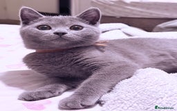 British Shorthair cats for sale: British Shorthair Kittens(1boy and 1girl leftonly) - Image 5