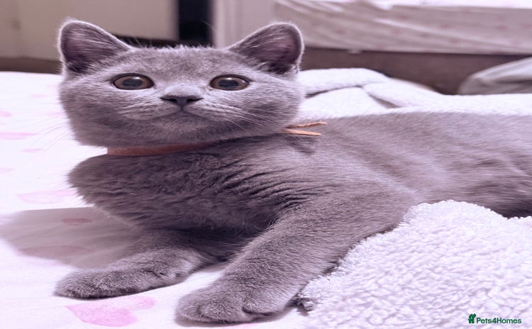 British Shorthair cats - Advert 3