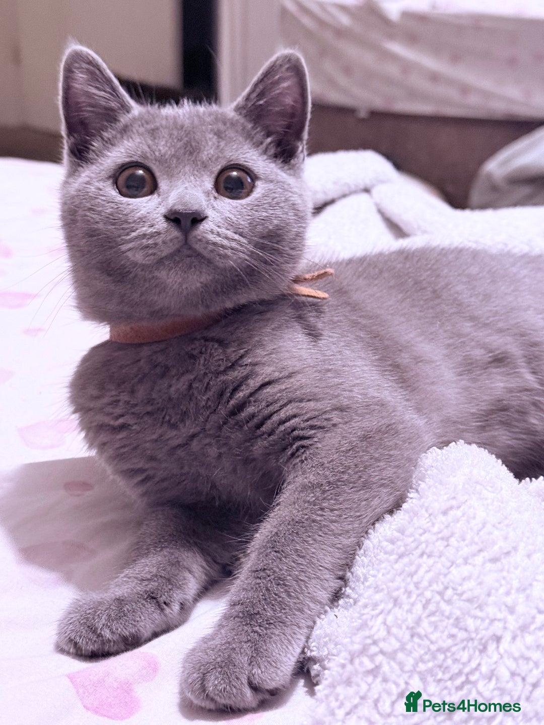 British Shorthair cats for sale: British Shorthair Kittens(1boy and 1girl leftonly) - Image 5