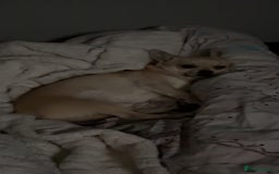 Chihuahua dogs for stud: Buddy - Image 6