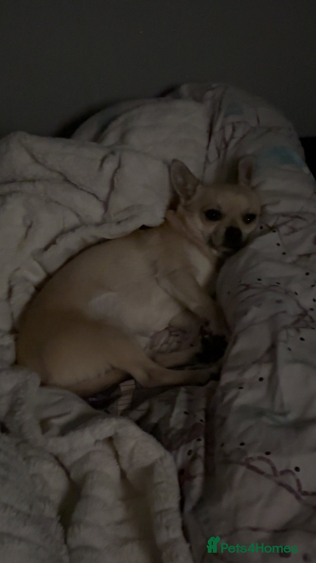 Chihuahua dogs for stud: Buddy - Image 6
