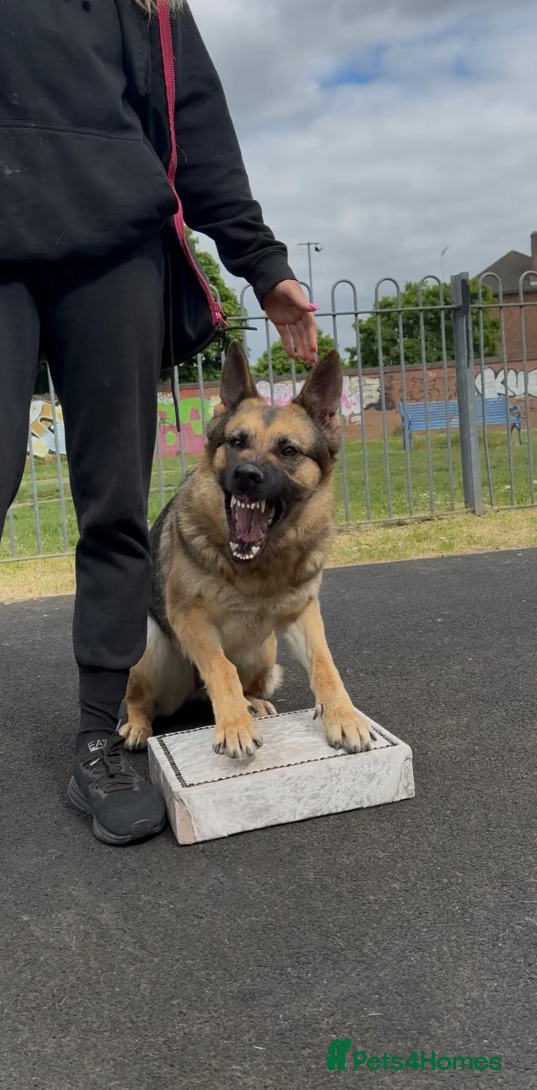 German Shepherd dogs for sale: 🐾 Beautiful KC German shepherd puppies 🐾 - Advert 3