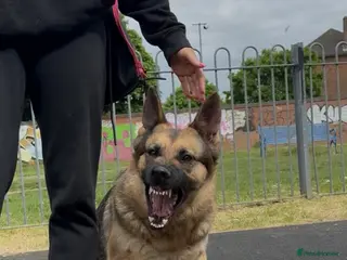 German Shepherd dogs 🐾 Beautiful KC German shepherd puppies 🐾 - Advert 15