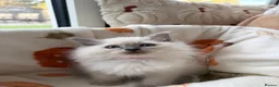 Ragdoll cats for sale: ✨ Beautiful GCCF Ragdoll Kittens from Serenity✨ - Advert 25