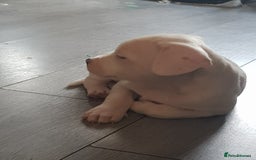Mixed Breed dogs for sale: Frenchie X staffy. 4 left  - Image 7
