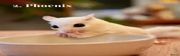 Sugar Glider rodents for sale: 3 Female Gliders Seeking Loving Home – London - Advert 5