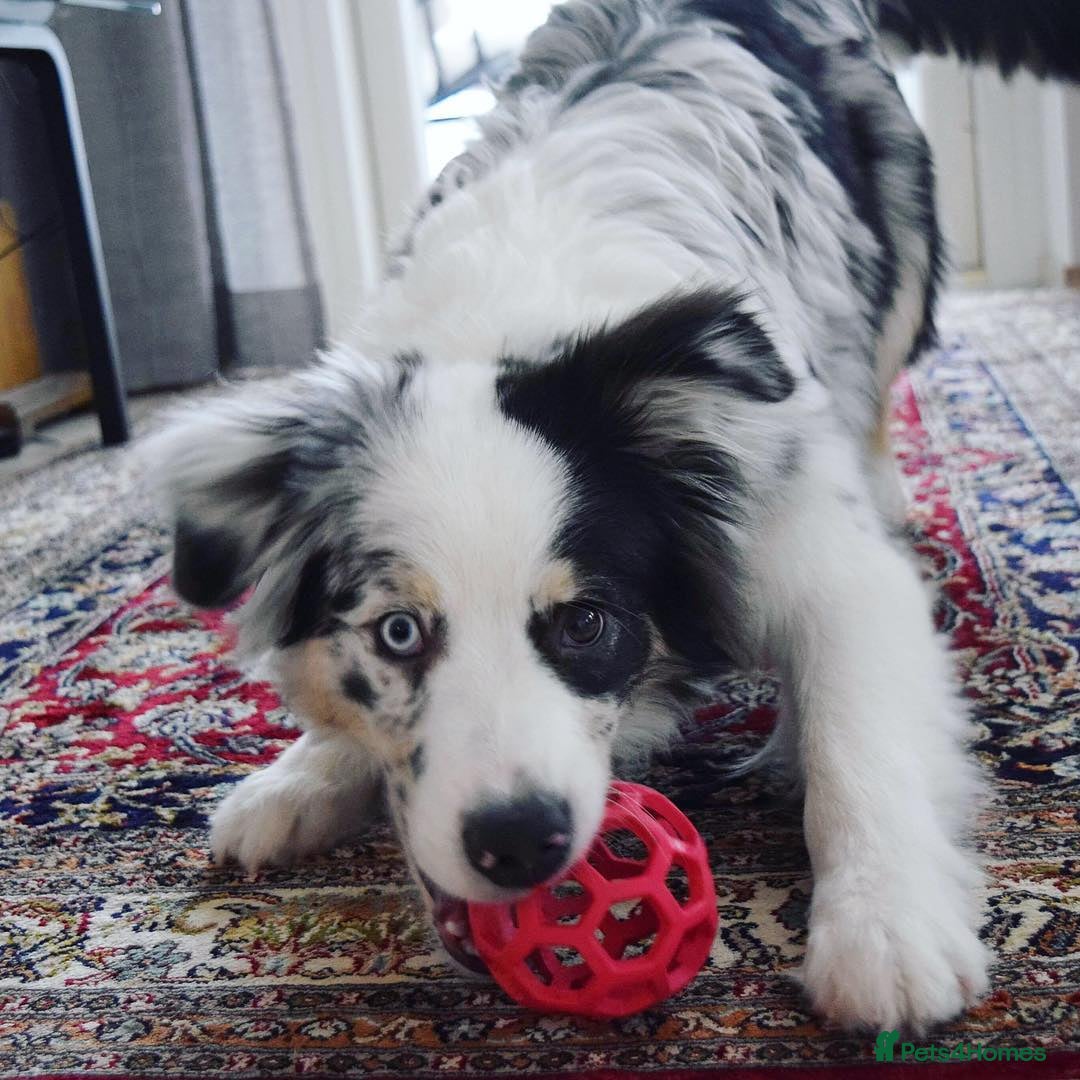 Australian Shepherd dogs for sale: Australian Shepherd Looking For A Loving Home - Image 5
