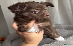 Chihuahua dogs for sale: XXS Tiny Chihuahua Long,Last Girl,Merle Blue Eye - Image 4