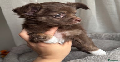 Chihuahua dogs - Advert 10