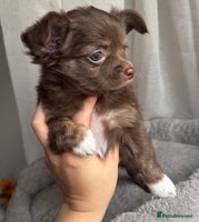 Chihuahua dogs - Advert 1