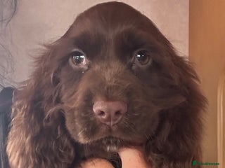 Cocker Spaniel dogs 🐶💙one boy left Adorable show cocker spaniels - Advert 11