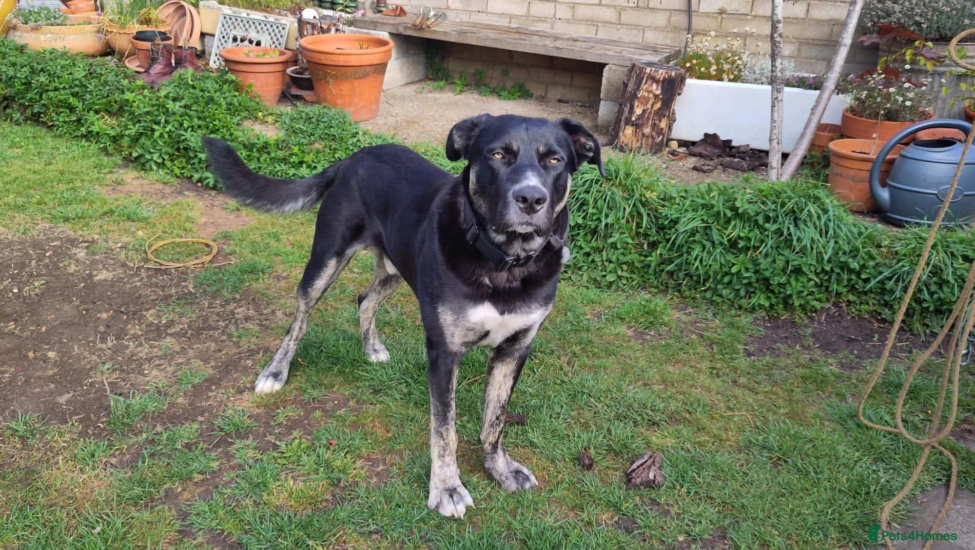 Mixed Breed dogs for adoption: BUSTER- quiet home wanted for sensitive young boy - Advert 3