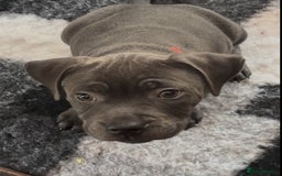 Staffordshire Bull Terrier dogs for sale: KC Staffordshire bull terrier LAST BOY REDUCED  - Image 22