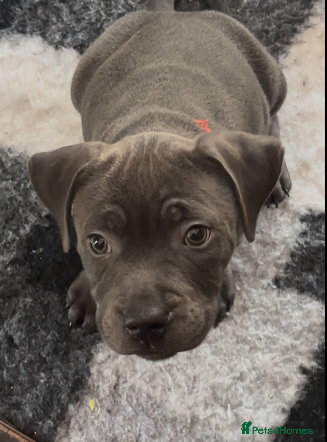Staffordshire Bull Terrier dogs for sale: KC Staffordshire bull terrier LAST BOY REDUCED  - Image 22
