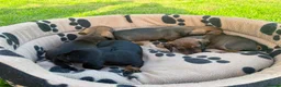 Miniature Dachshund dogs for sale: Miniature Dachshund Puppies - Advert 8