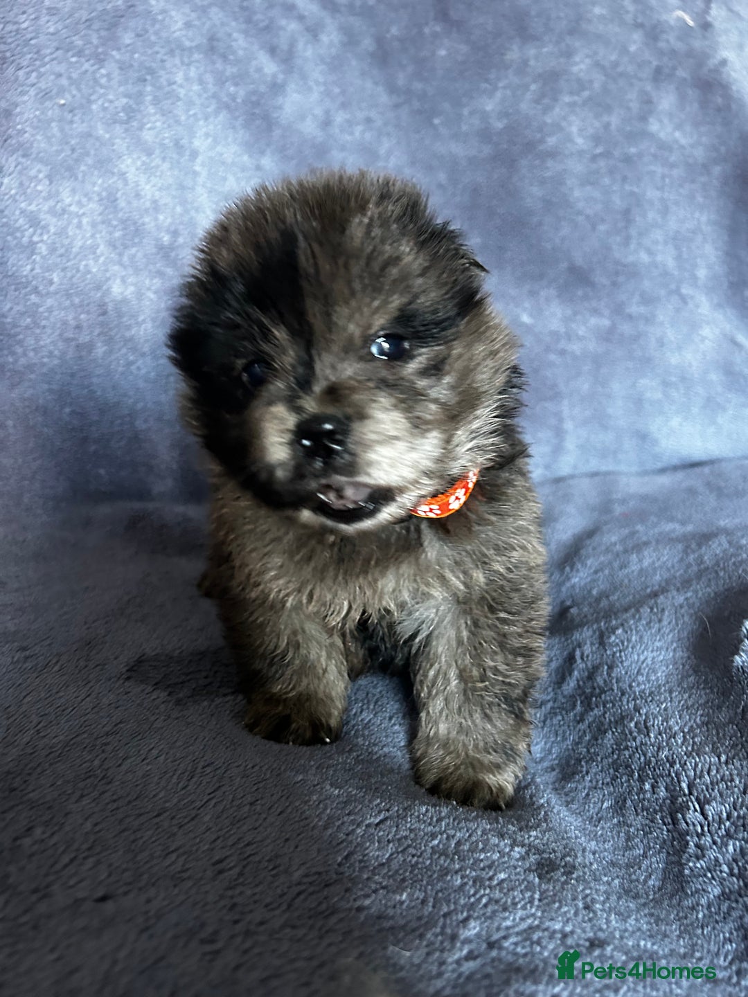Chow Chow dogs for sale: Stunning chow chow puppies  - Advert 6