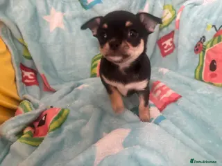 Chihuahua dogs Beautiful Chihuahua litter - Advert 5