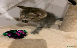 Mixed Breed cats for sale: Mixed Himalayan - Image 9