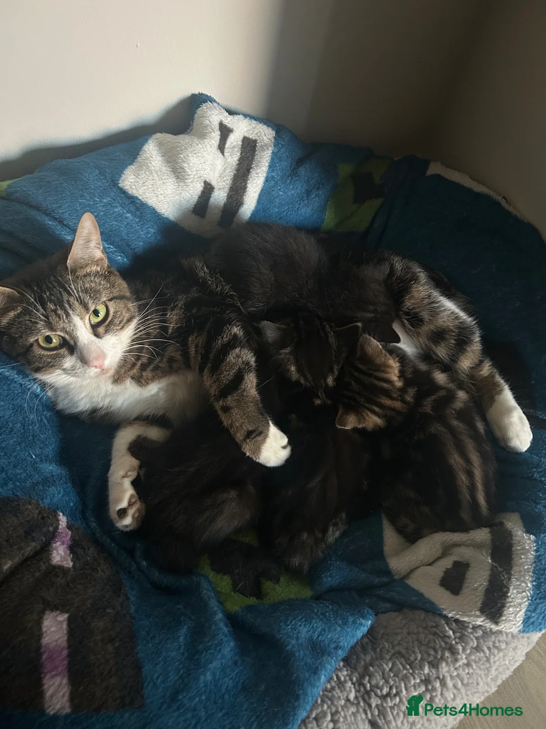 Mixed Breed cats for sale: 4 beautiful kittens  - Advert 1