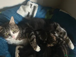 Mixed Breed cats 4 beautiful kittens - Advert 1