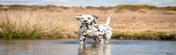 Dalmatian dogs for stud: Health tested, tv and advert star Dalmatian   in Aberdare - Advert 14