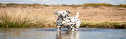 Dalmatian dogs for stud: Health tested, tv and advert star Dalmatian   in Aberdare - Advert 14