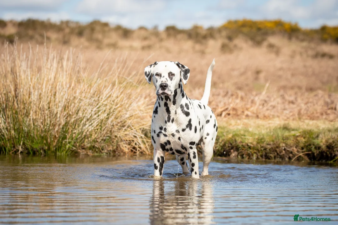 Dalmatian dogs for stud: Health tested, tv and advert star Dalmatian   in Aberdare - Advert 14