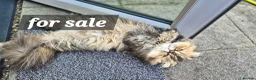Exotic cats for sale: Exotic short hair  - Advert 10