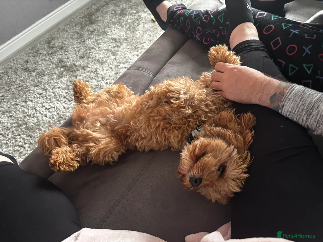 Cavapoo dogs for sale: River toy cavapoo - Advert 12