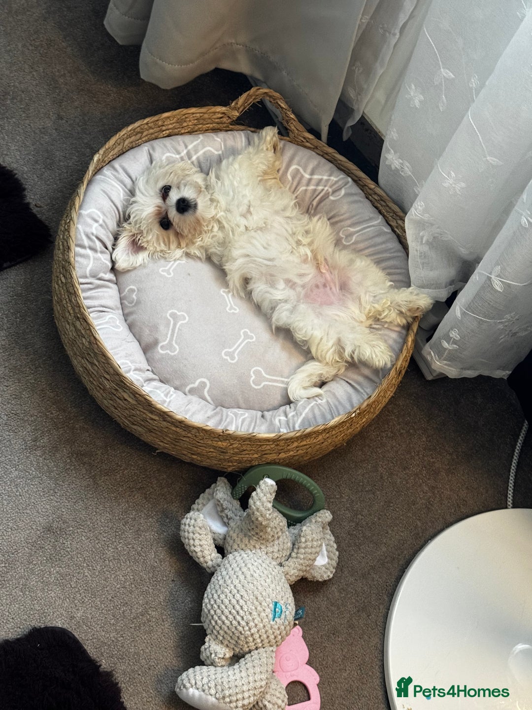 Maltese dogs for sale: 6 month Maltese  - Advert 3