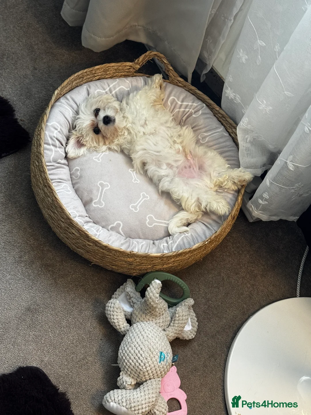 Maltese dogs for sale: 6 month Maltese  - Advert 3