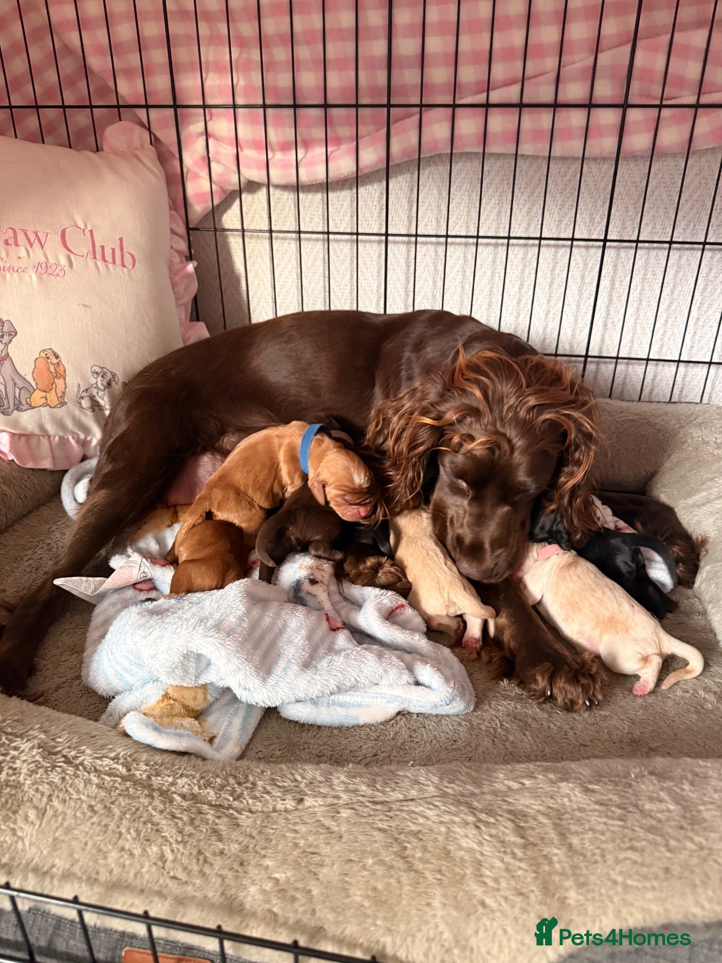 Cocker Spaniel dogs Stunning Cocker Spaniels  - Advert 1